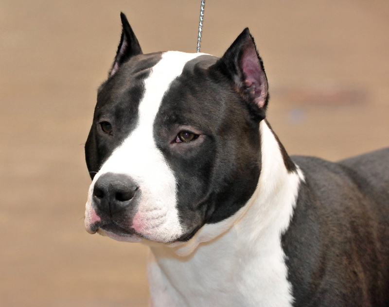 animal themes, animal body part, focus on foreground, black, canine, vertebrate, short, whisker, staffordshire terrier, animal, no people, 1080P, pets