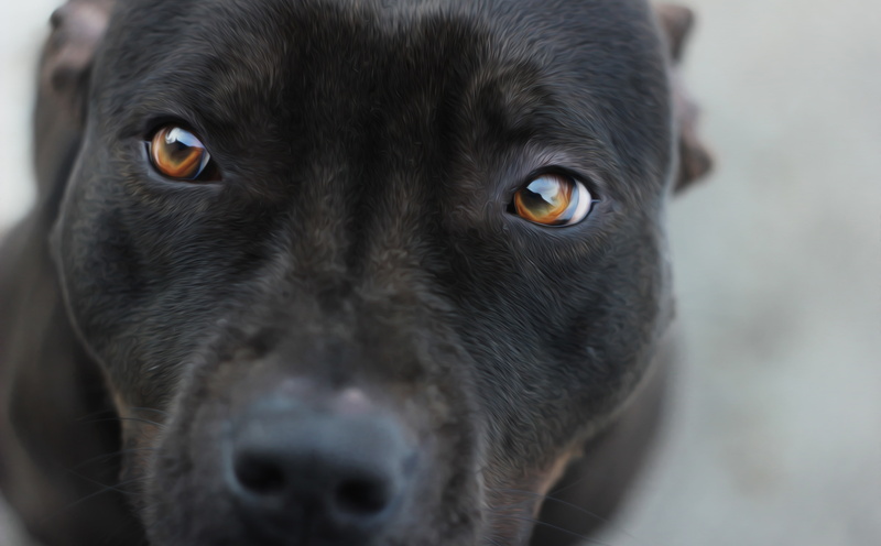 amstaff, staff, animal themes, no people, domestic animals, cute, animal eye, animal head, close-up, canine, eyes, Animals, Pets, soul, beauty, mammal
