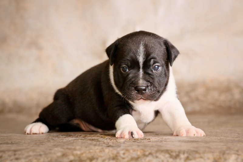 vertebrate, pets, canine, no People, portrait, domestic Animals, obedience, cute, people, mammal, baby, sitting, dogs, outdoors, black Color, brown, lying Down