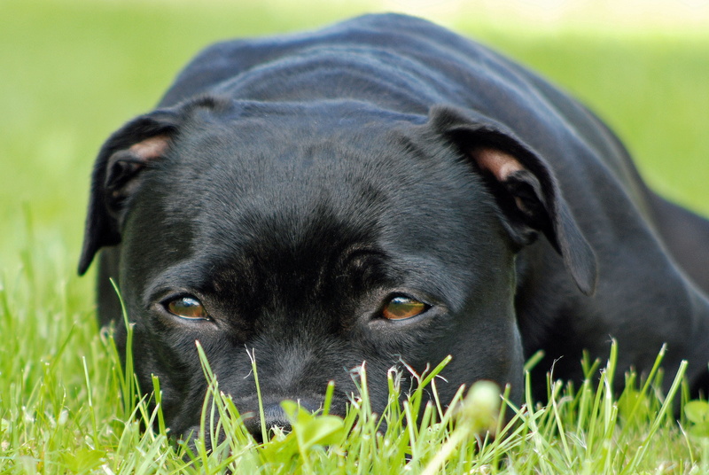 mammal, plant, staffordshire-bull-terrier, relaxation, no people, animal, nature, grass, labrador retriever, one animal, portrait, pets, looking at camera