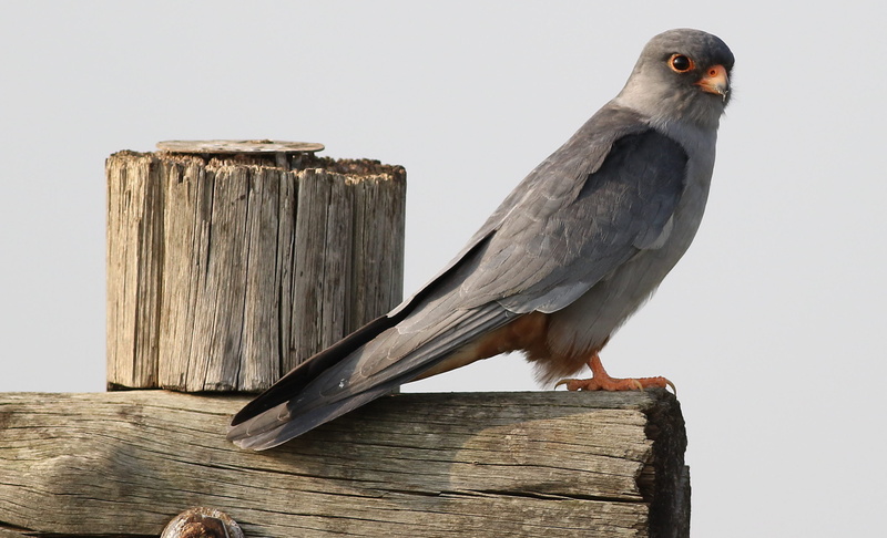 plank, Suikerbosrand, Gauteng, Falconidae, falcon, Road, falco, africa, Falco amurensis, bird, brown, binomial, male, beak, animal, family, wood - Material
