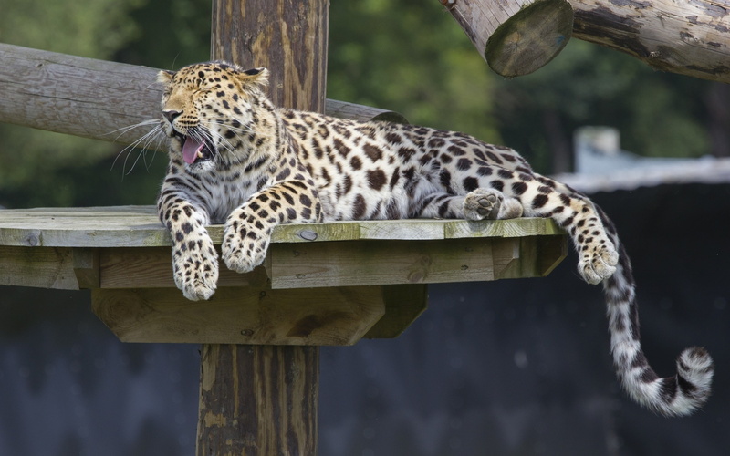 Amur, Predator, Rest, Leopard, 2K, Yawns