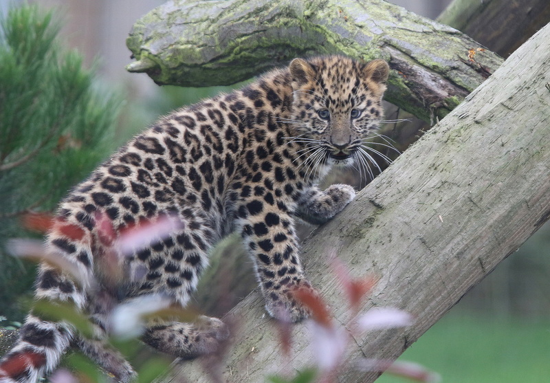 Cats, 1080P, Big Cat, Leopard, Cub, Baby Animal, Amur Leopard