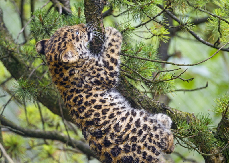 Cats, Big Cat, Cub, Amur Leopard, Baby Animal, Leopard, 1080P