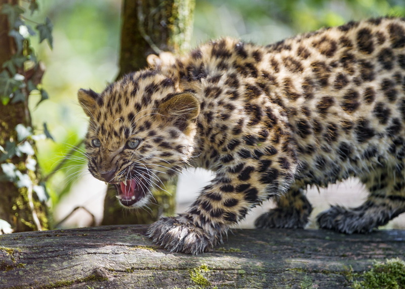 predator (Animal), Wildlife, Baby Animal, Big Cat, Cats, Cub, Amur Leopard, 1080P, Leopard
