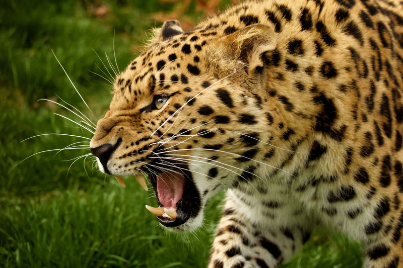 face, wild cat, predator, 1080P, fangs, the Amur leopard