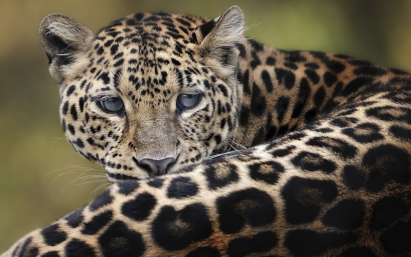 no people, mammal, one animal, leopard, 1080P, outdoors, spotted, looking, cat, safari, feline, animal, animals, whisker, nature, big cat, amur, vertebrate
