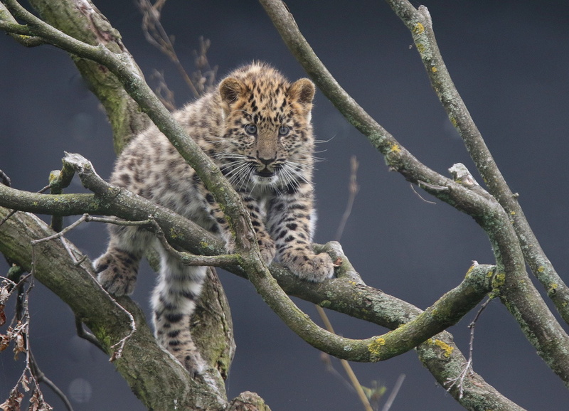 1080P, Animal, Branch, Amur Leopard, Leopard, Cats
