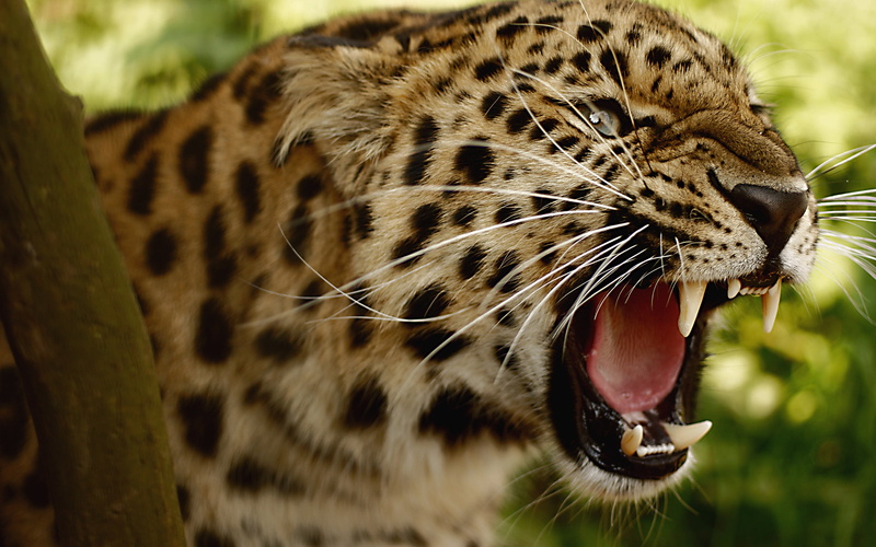 animal wildlife, mouth, animal teeth, Leopard, animal themes, mouth open, feline, animal mouth, whisker, cat, animal, close-up, black, animal markings