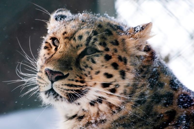 large, cold temperature, winter, spotted, endangered Species, fur, brown, wild cat, leopard, undomesticated Cat, nature, wildlife, big Cat, 1080P, close-up