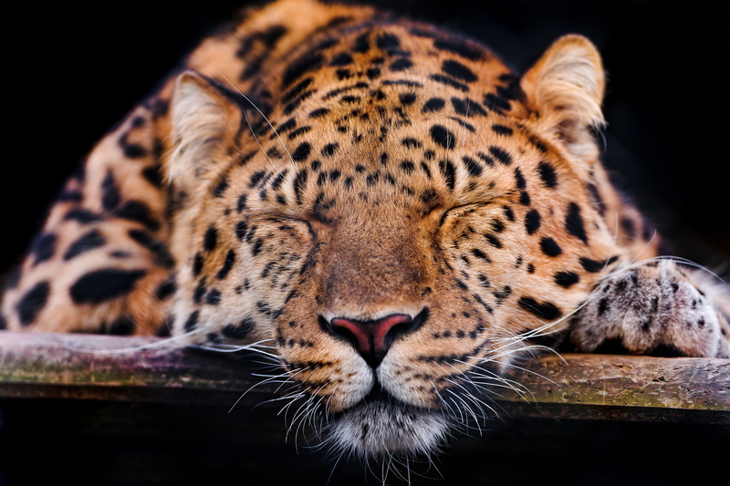 sleep, ©Tambako The Jaguar, leopard, sleeping, stay, the Amur leopard, cat, 4K, face