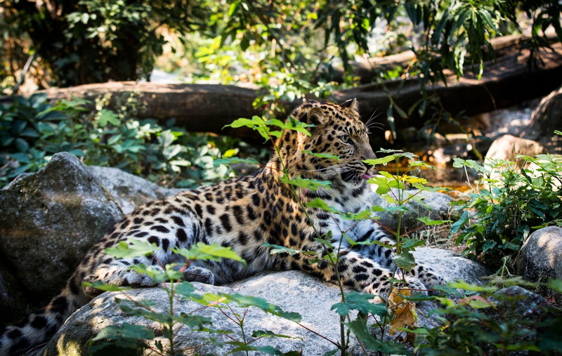 animal, one animal, animal wildlife, wild, animal markings, cat, Lying, amur, relaxation, day, nature, land, vertebrate, predator, rock, forest, Rest, leopard