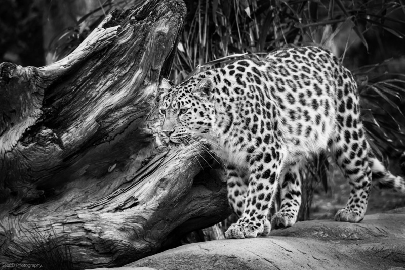 leopard, amur, 1080P