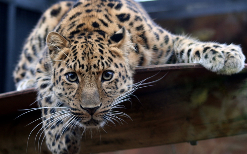 animals, leopards, amur, leopard, 2K
