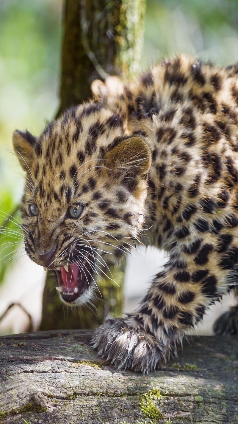 one animal, cat, mouth, animals in the wild, animal themes, pets, carnivora, close-up, baby, angry, day, Animals, whisker, no people, Leopard, mouth open