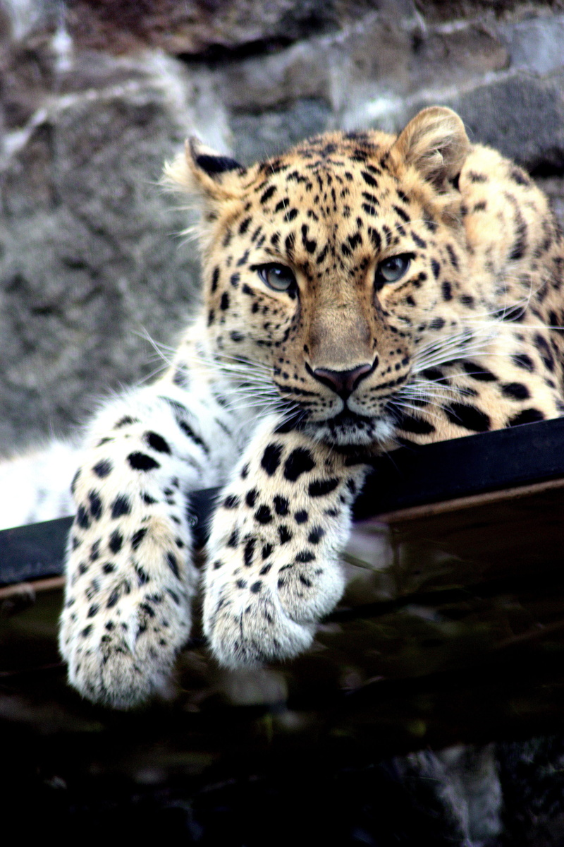 outdoors, animal themes, mammal, Leopard, relaxation, laying, hunter, jungle, wild, head, wildlife, feline, animal markings, spots, black, carnivora, black metal
