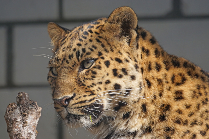 feline, amur, carnivora, spotted, animal world, focus on foreground, vertebrate, animal wildlife, leopard, cheetah, carnivore, animal head, 5K, portrait