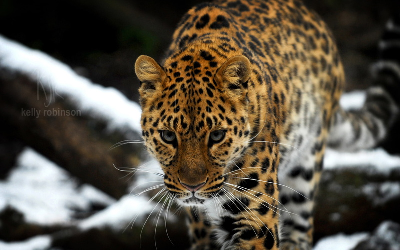 amur, 1080P, leopard