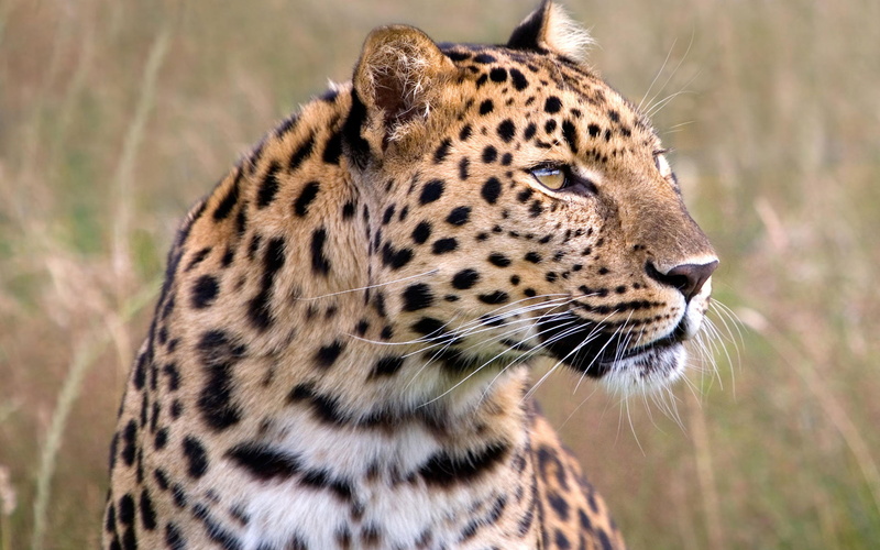uk, Amur, Male, Wildlife, 1080P, Heritage, Leopard