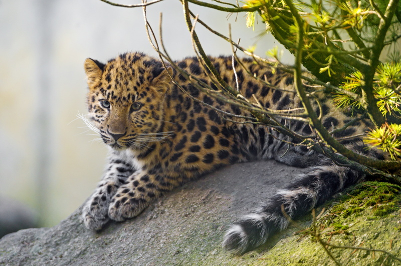 branches, stone, leopard, 4K, cat, ©Tambako The Jaguar, moss, cub, Amur, kitty