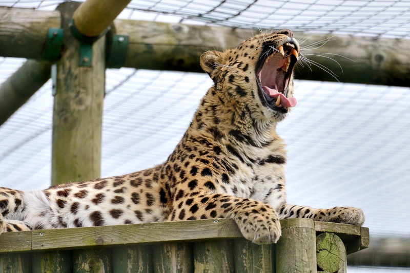 jaws, teeth, 1080P, predator, leopard, cat, yawns, wild, amur