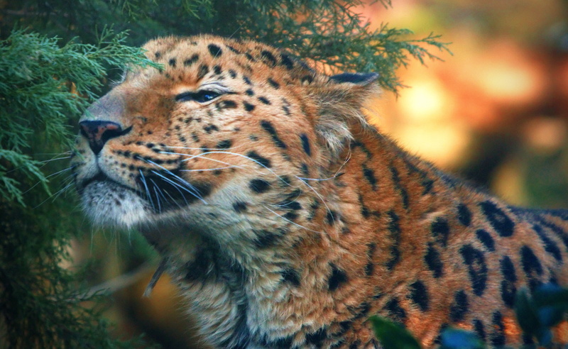 looking away, Cute, brown, one animal, animal markings, no people, day, animal head, focus on foreground, looking, 2K, Animal, Amur, animal wildlife, animals in the wild