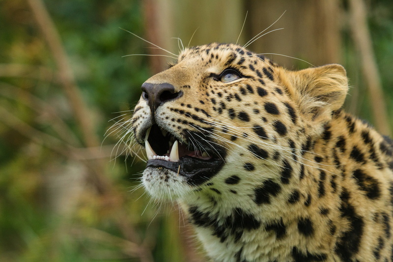 amur, predator, 1080P, leopard