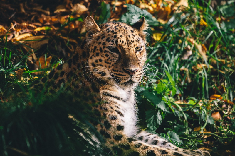 the Amur leopard, predator, face, wild cat, 1080P