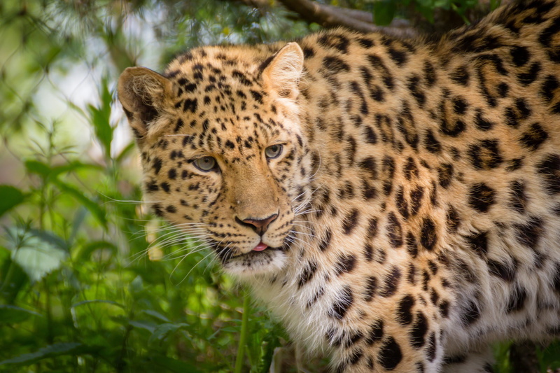 wild cat, 2K, The Amur leopard, leopard