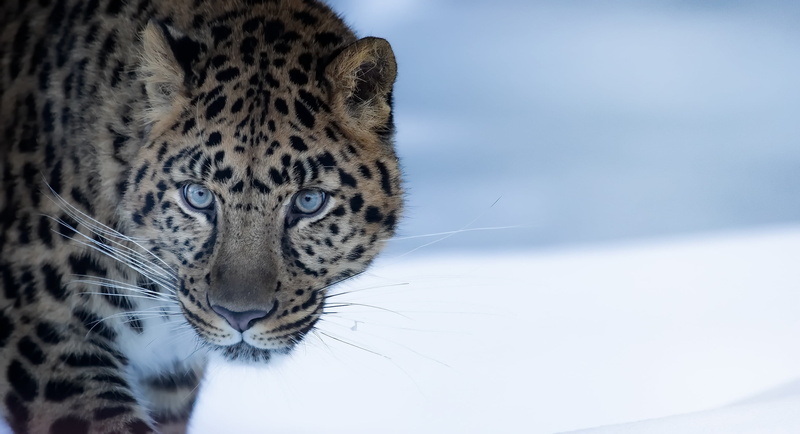 Amur Leopard, Big Cat, Cats, 2K, predator (Animal), Wildlife, Leopard