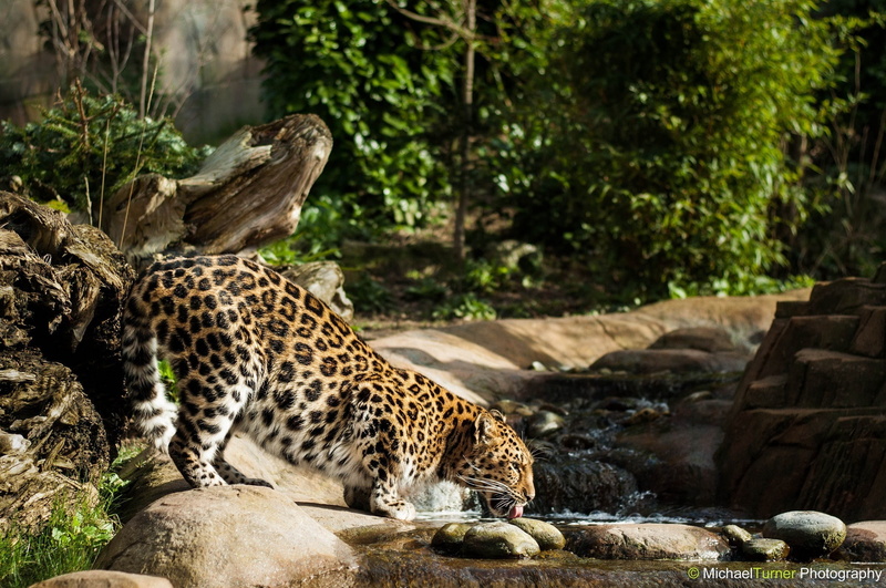 the Amur leopard, drink, wild cat, thickets, spot, predator, 1080P, stream, profile
