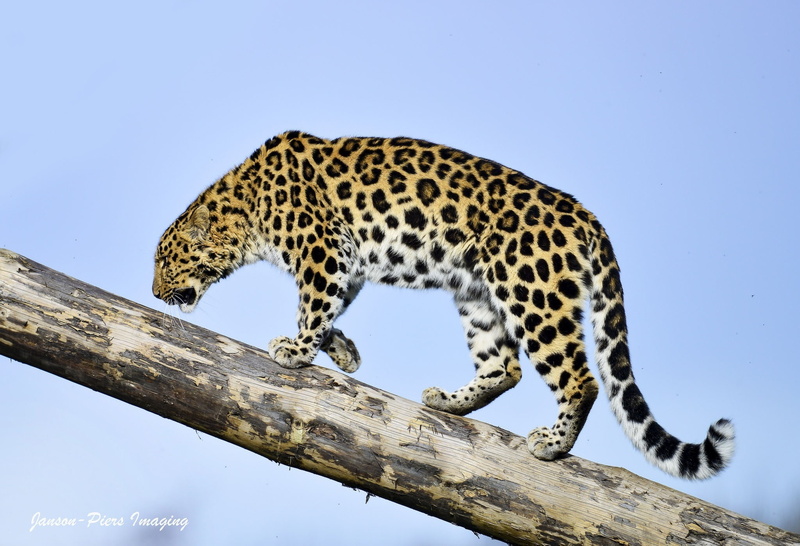 profile, predator, 1080P, the sky, wild cat, the Amur leopard, log