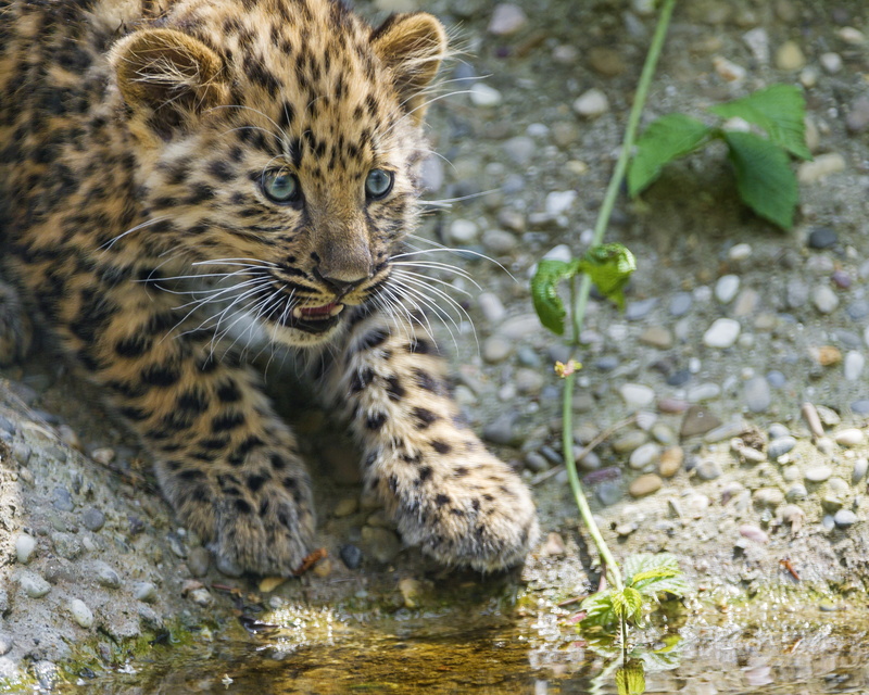 stones, 4K, cat, cub, look, leopard, ©Tambako The Jaguar, kitty, Amur