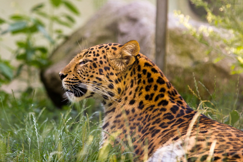 cat, 4K, grass, Amur, leopard