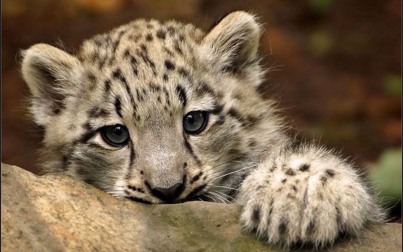 black, 1080P, gorgeous, gray, leopard, cute, snow, lion, baby leopard