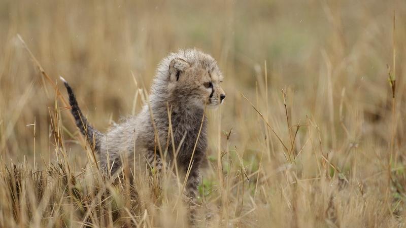 animals, leopard, 1080P, nature, feline, baby animals
