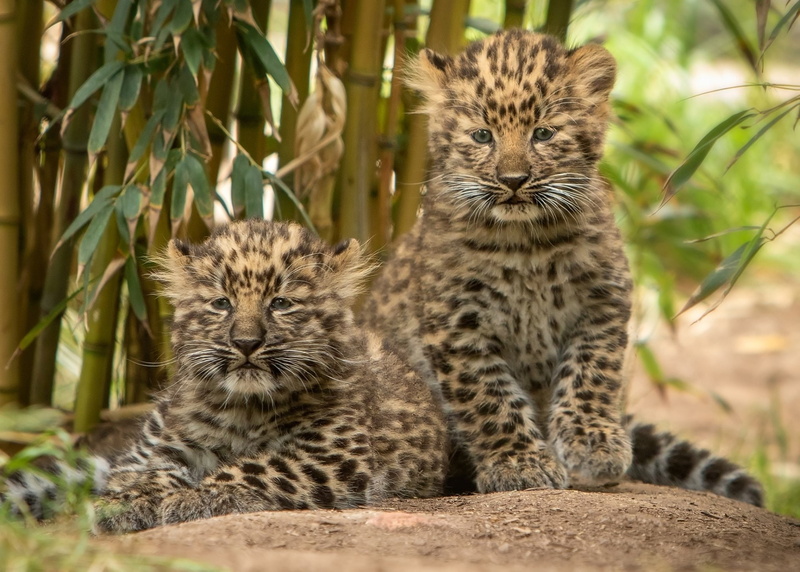 Cub, Cats, Baby Animal, Leopard, Big Cat, 1080P, Wildlife