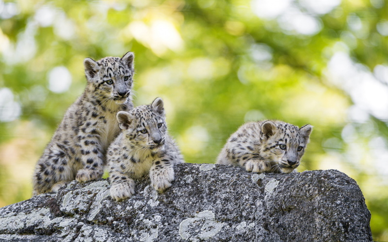 Wildlife, Big Cat, Cub, Snow Leopard, Cats, 4K, Baby Animal