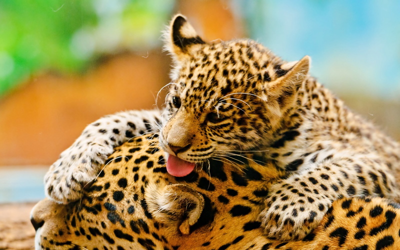 feline, 2K, one animal, nature, staring, majestic, animal themes, couple, looking, vertebrate, focus on foreground, outdoors, whisker, animal, color Image