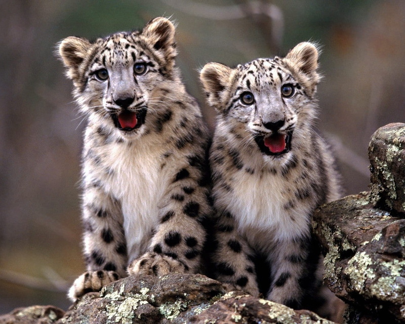 baby animals, leopard, animals, 720P, Snow Leopards