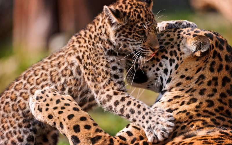 focus on foreground, endangered Species, undomesticated Cat, cat, animal markings, mammal, black, animal wildlife, leopard, day, safari Animals, feline
