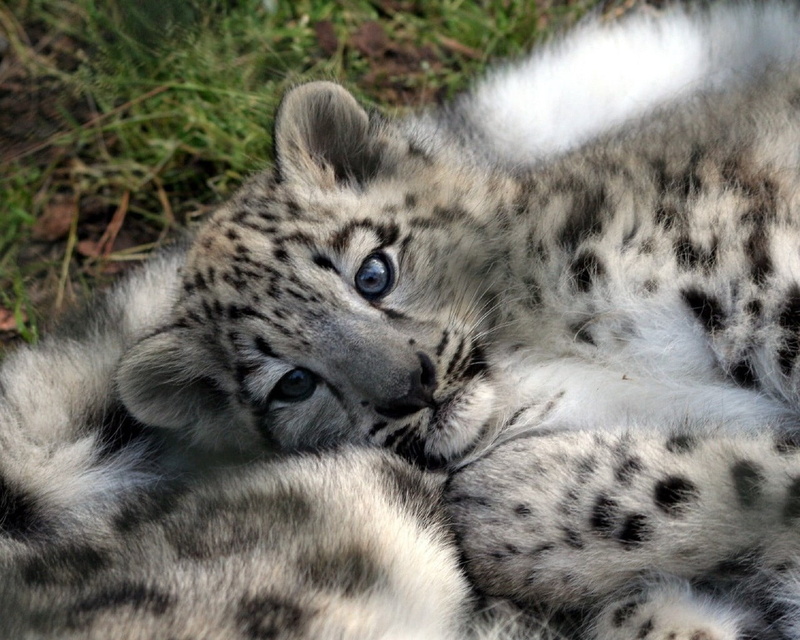portrait, spotted, outdoors, carnivore, lying down, cub, mammal, animals Hunting, 720P, cute, endangered Species, big Cat, day, animal wildlife, close-up