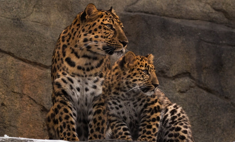 predator (Animal), Cats, Big Cat, Leopard, Baby Animal, Wildlife, 1080P, Cub
