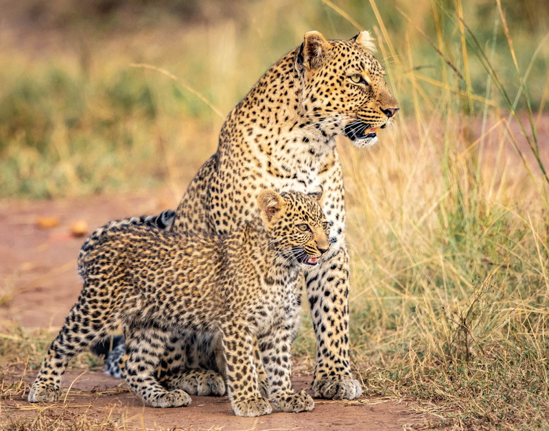 predator (Animal), Cats, Big Cat, Wildlife, 2K, Cub, Leopard, Baby Animal