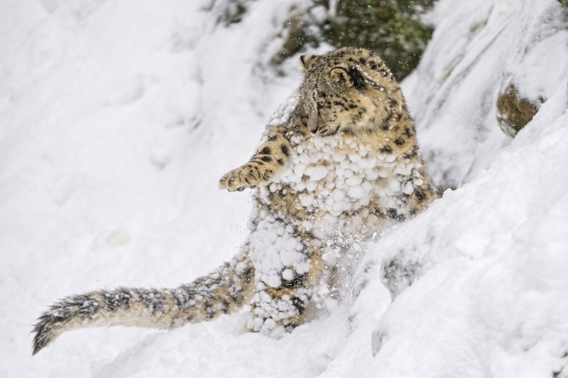 snow, wild, leopard, cat, Cub, Slope, Kitten, 1080P, play, baby, predator, jump