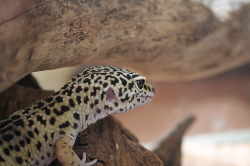 cooking gecko, animal, one animal, leopard geckos, gecko images, animal mouth, pet gecko, geckos, animal head, zoo, animals in the wild, gekko, 2K, tokay gecko