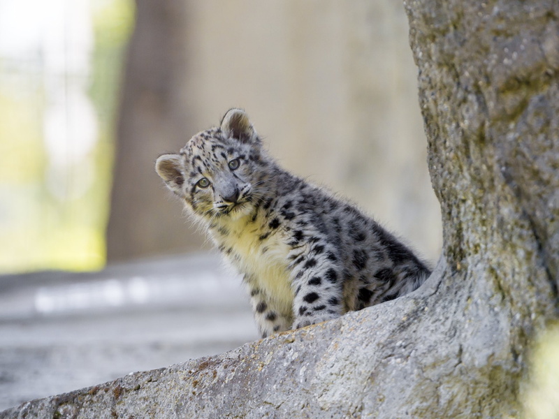Big Cat, Cub, Cats, 1080P, Snow Leopard, Baby Animal