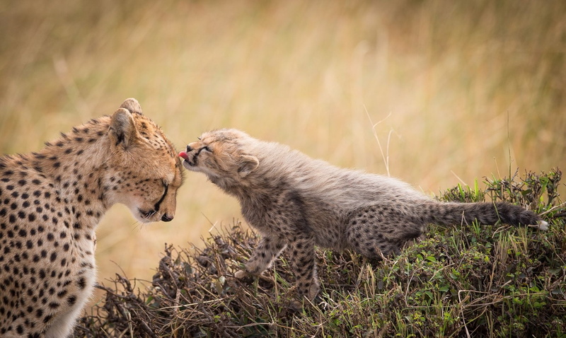 Wildlife, Cheetah, predator (Animal), 1080P, Big Cat, Cats, Baby Animal, Leopard
