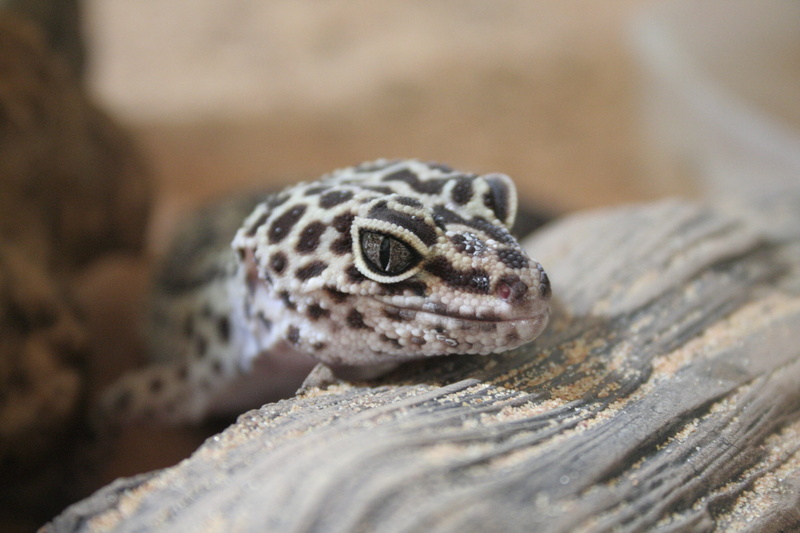 animal eye, gecko pets, rock - object, nature, animal mouth, poisonous, best gecko, tokay gecko, gecko pet, pet gecko, no people, portrait, one animal