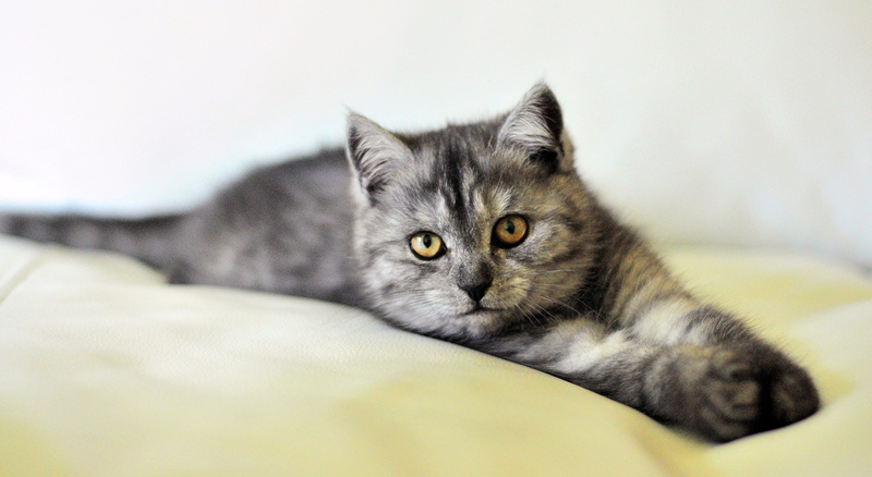 cat dog, whisker, bengal cat, baby cat, looking at camera, friend, exotic shorthair, furniture, pets, dog, sofa, one animal, indoors, pet, domestic cat